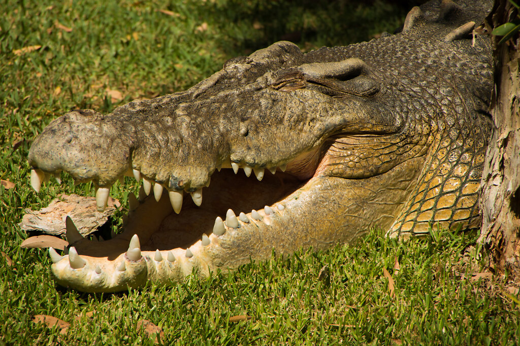20140118-Australien-Somersby-Reptile-Park-N-0017-Heroes